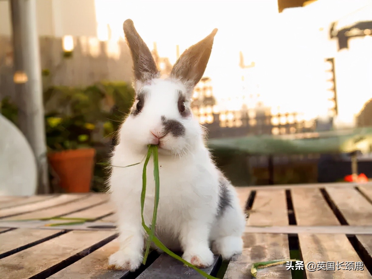 羊驼忧郁症,羊驼抑郁症治疗