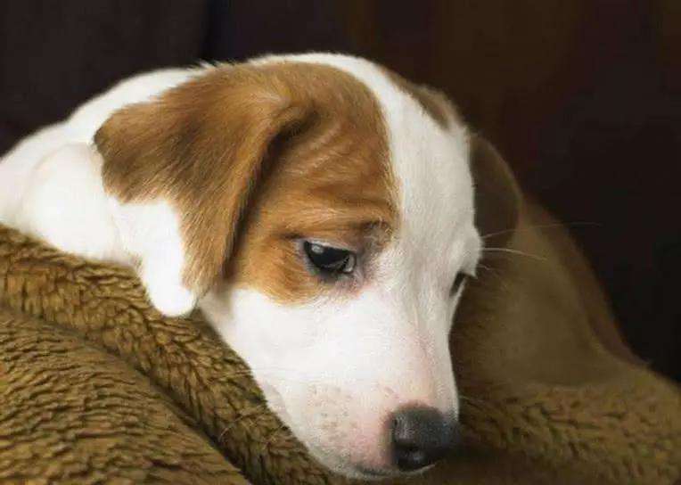 狗狗狂犬病前兆是什么症状,狗狗携带狂犬病毒有什么症状