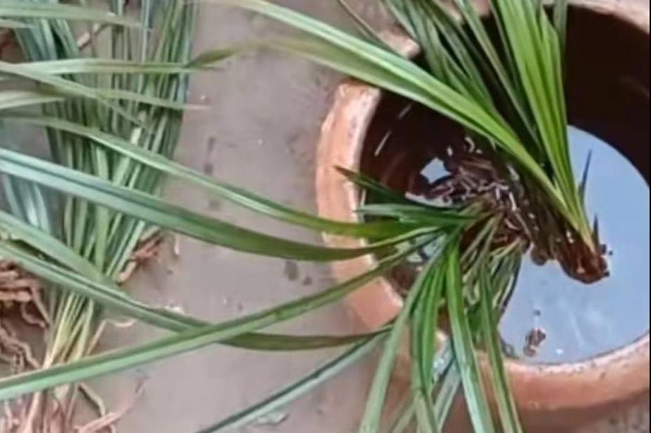 兰花烂根有什么方法可以救,兰花烂根怎么办才能快速恢复