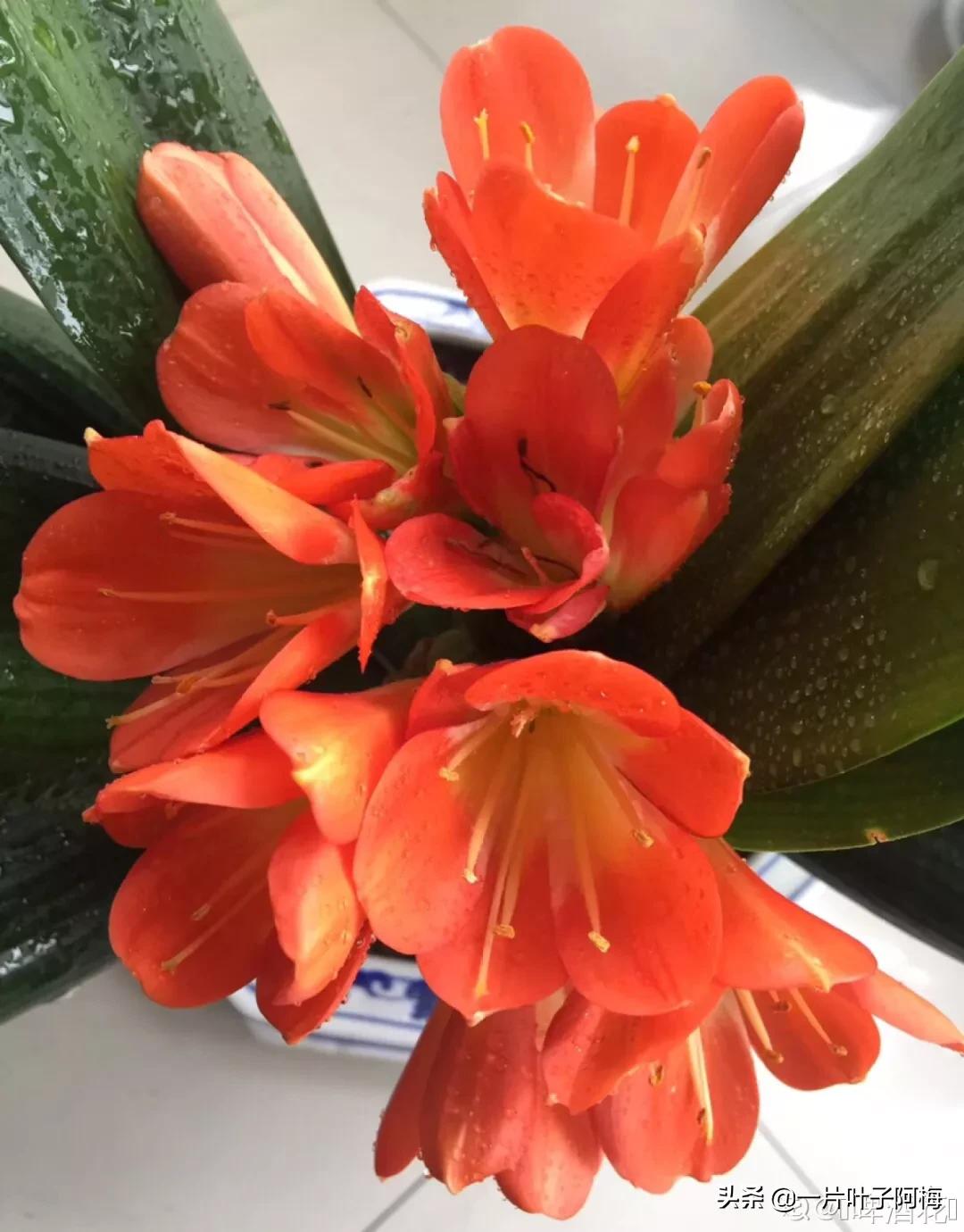 叶子软塌塌,叶子缺水卷曲怎么补救