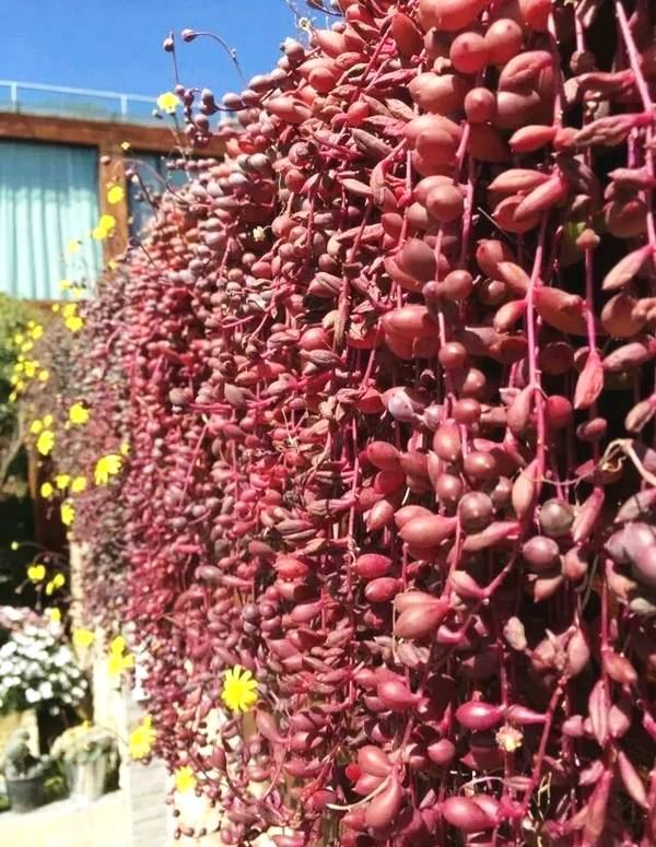 18种院子好看的花儿,18种漂亮的花