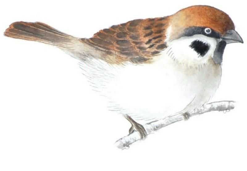 禽鸟工笔画法：分步骤讲解麻雀白描的设色技法，简单易学，收藏