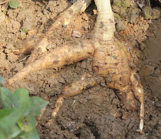 这种植物全身都是宝一斤能卖500多,农村一不起眼的植物一斤要200多