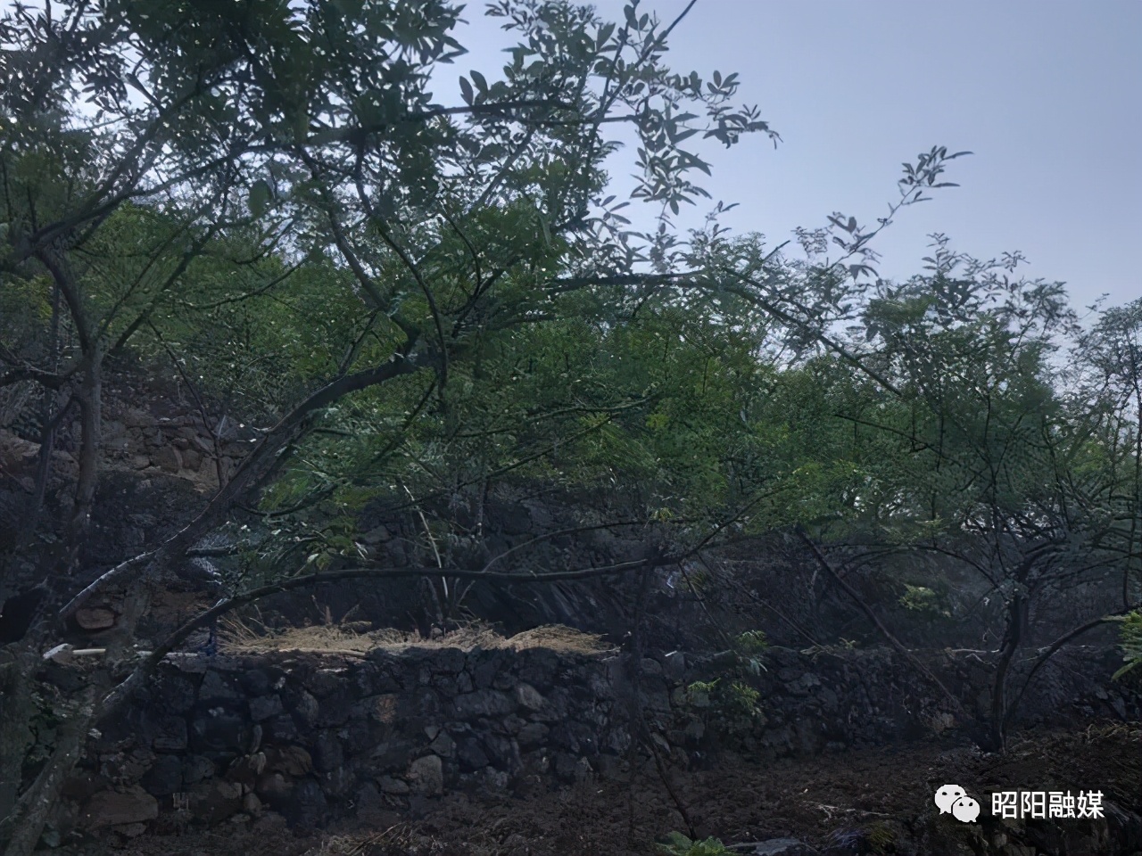 小花椒大产业铺就农民致富路,花椒产业链助农增收方案