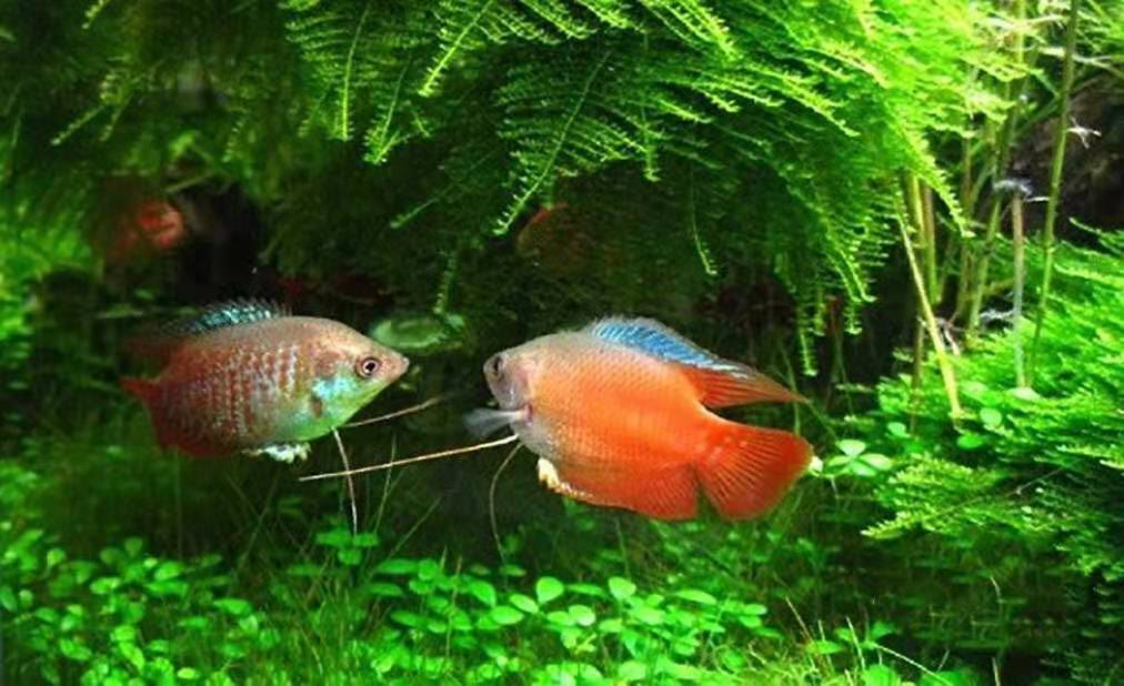 明白了原理做事就会很快,草缸必须24小时水循环吗