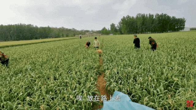 大金毛帮村*运民**蒜苔，结果全叼进了自家地里……