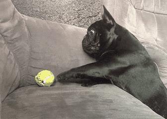 法国斗牛犬到底好不好养,法国斗牛犬优缺点及适合人群