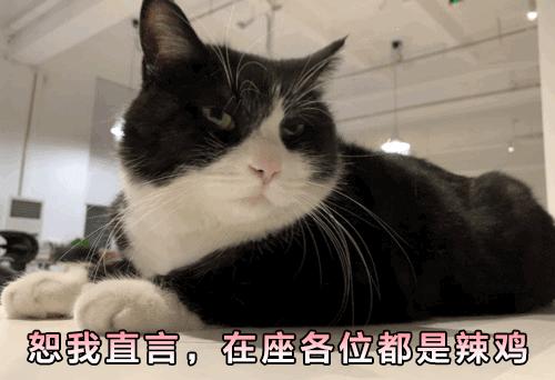 猫故事集,猫故事完整版