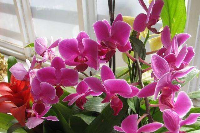 蝴蝶兰的根壮,蝴蝶兰的根壮但是前面根是黑色的