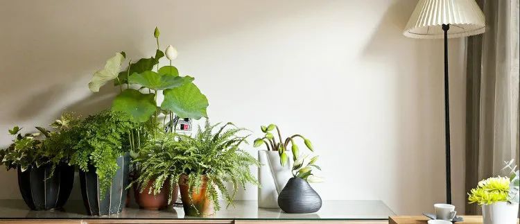 棕竹盆景造型,棕竹盆景的养法