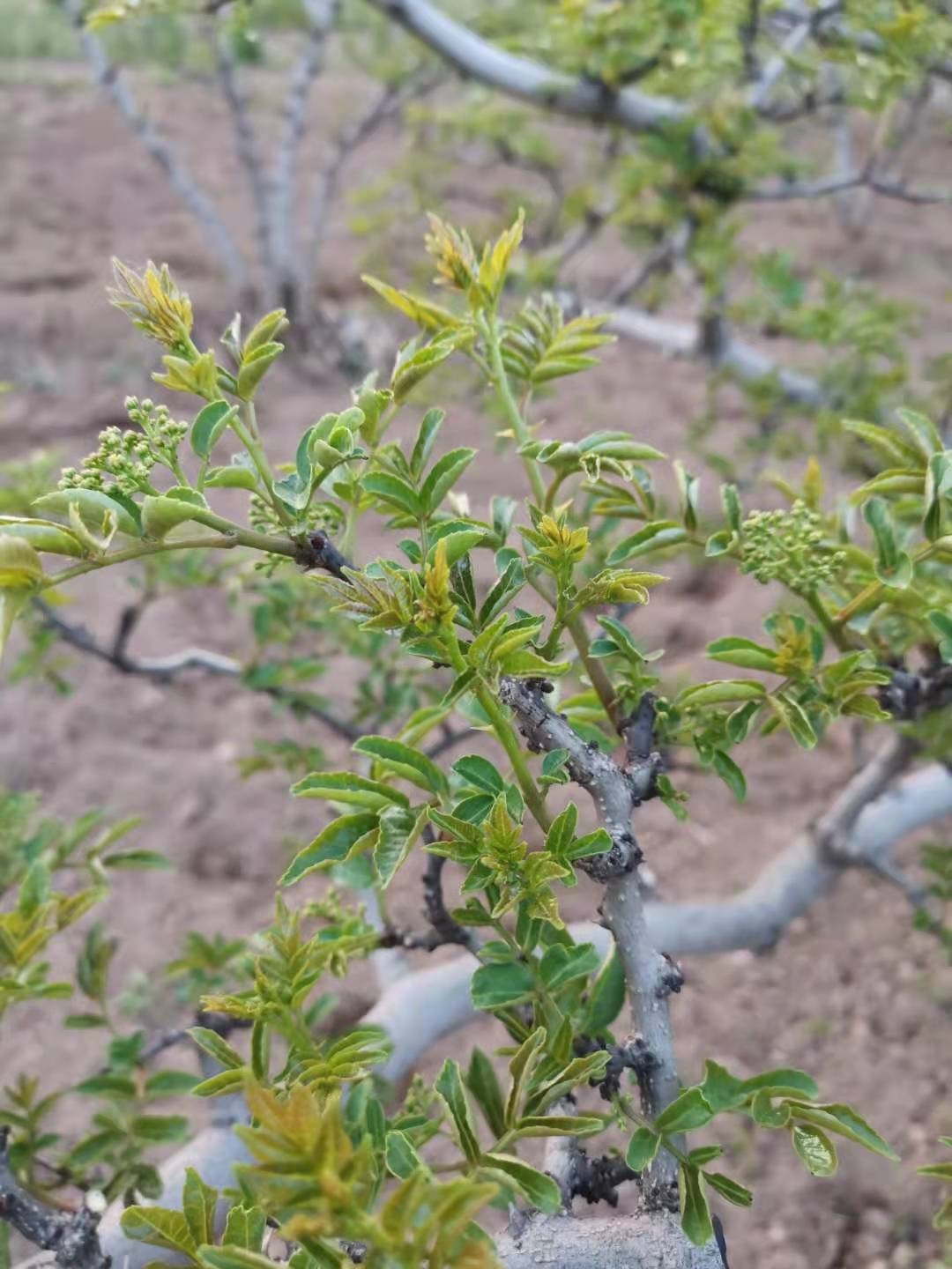 花椒助农的方法和措施是什么,椒农谈花椒