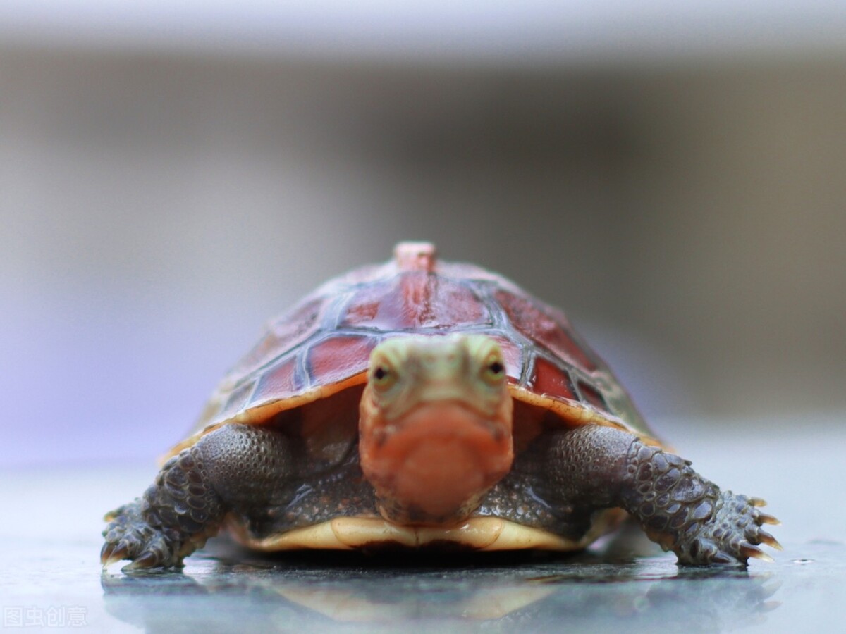 黄缘龟怎么养好,黄缘龟可以和陆龟一起养吗