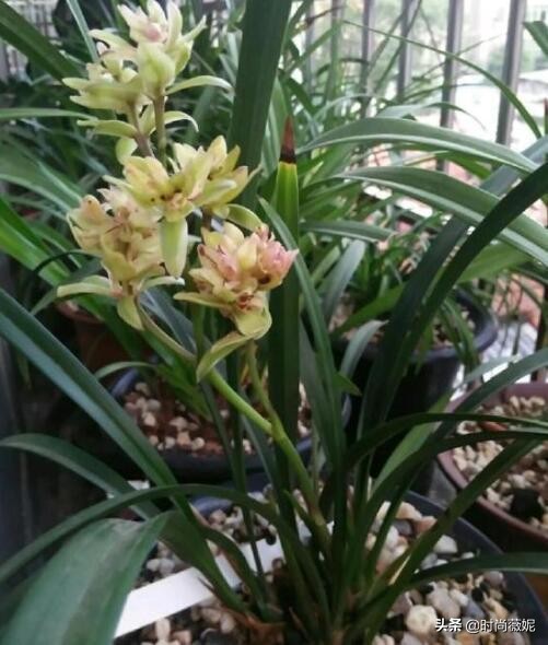 最贵的墨兰多少钱一株,最贵的兰花一品兰