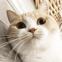 行政单位出租房屋需要缴纳哪些税,个人出租房屋开发票需要交多少税