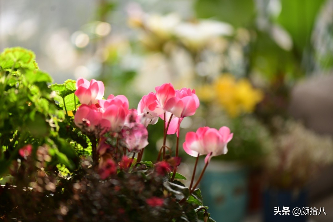 零下9度来袭，花园里的绿色是那么动人|园丁