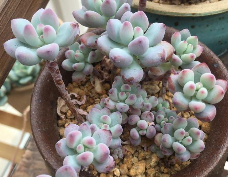 盆栽黑莓过冬方法,黑莓植物怎样养