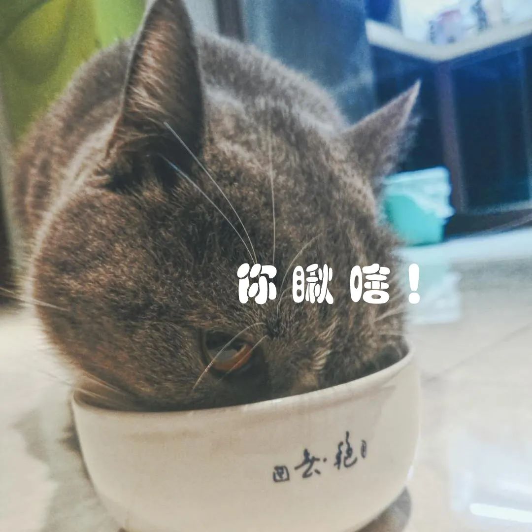 猫咪知识大全及解释,猫咪软便很臭可以自己恢复吗