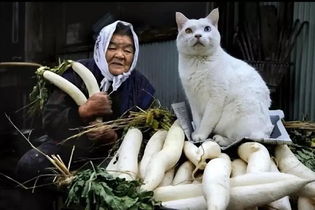 老太含泪扔下猫进城，猫妈带着小猫，在洞里挨饿，恶蟒蛇还来祸害