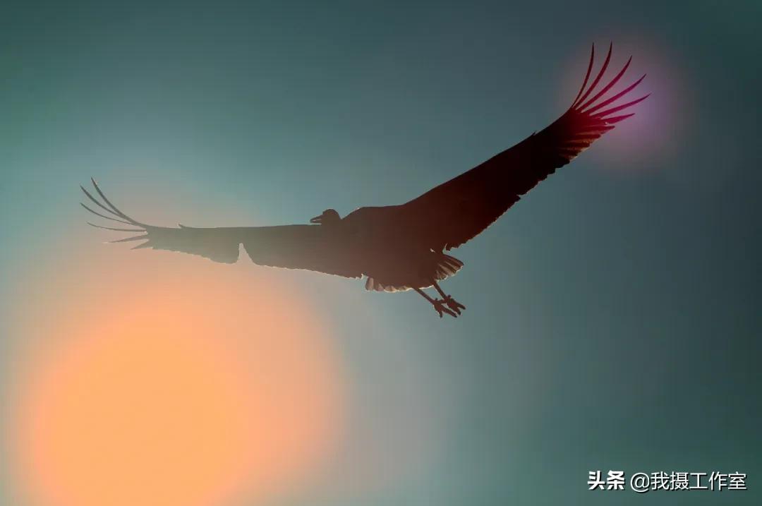 第16届国际摄影艺术展获奖作品,第29届全国摄影艺术展览作品集