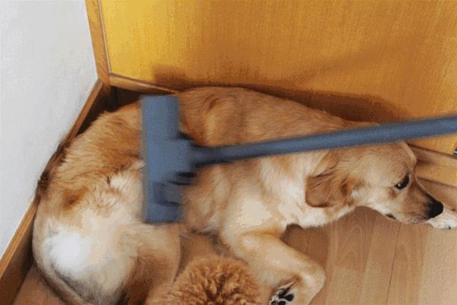 猫毛吸进肺里案例,猫的毛会吸进肺里吗