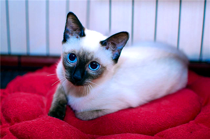 如何科学饲养猫咪铲屎官必看,这5大养猫禁忌很多铲屎官都犯过