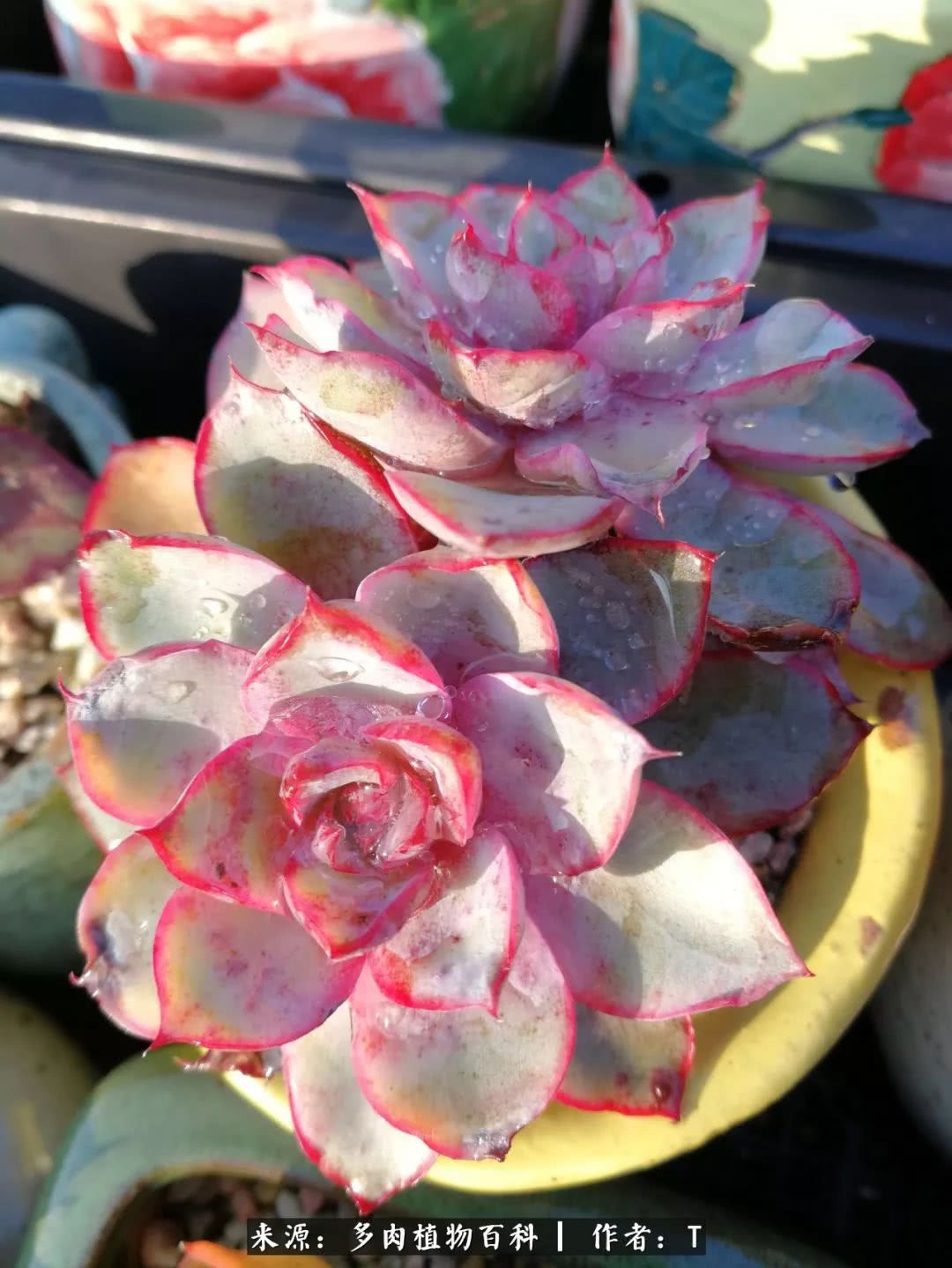 多肉还可以这样玩(上):八年养肉路剪影!