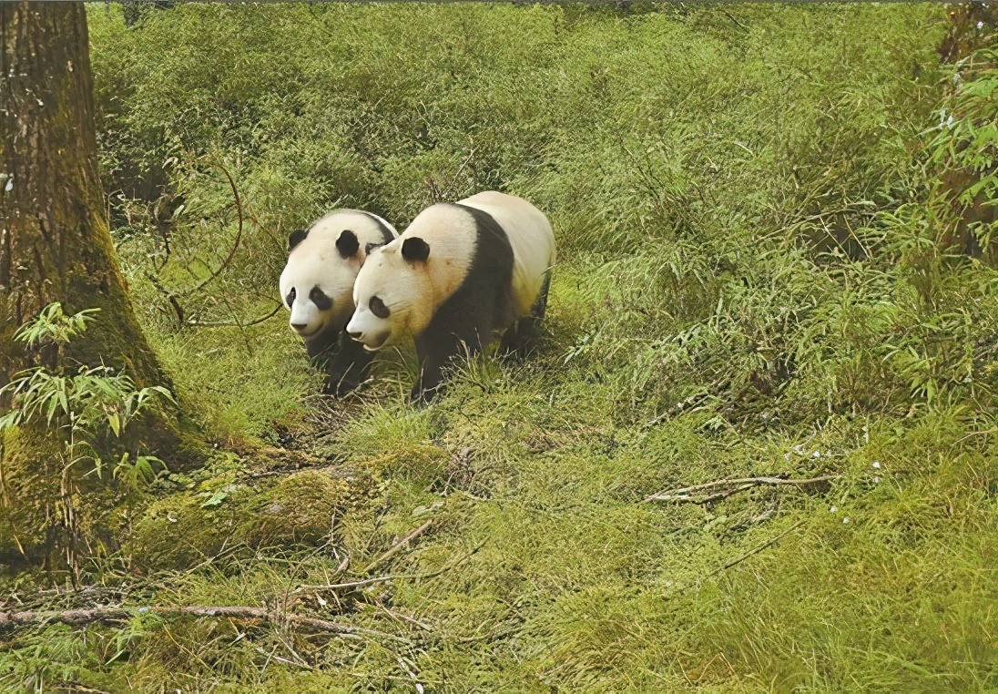 200亿美元租熊猫,租给美国的大熊猫有多少钱