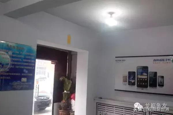 龙鱼掉眼的防治,预防龙鱼掉眼的方法你知道多少呢