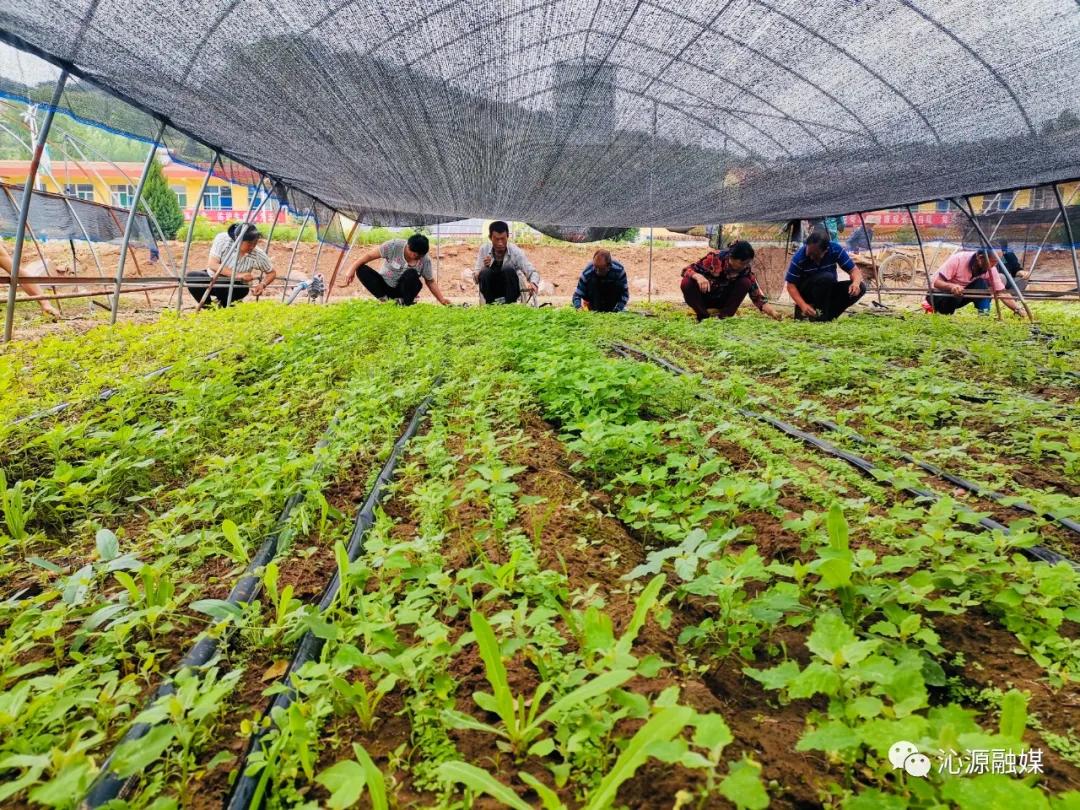 沁源官滩最新规划,沁源乡村振兴产业发展项目