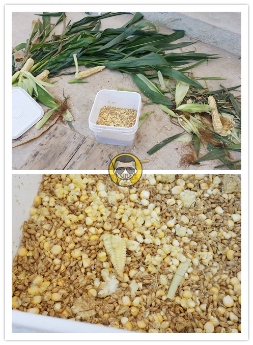 草鱼窝料水库,夏季专攻草鱼的窝料