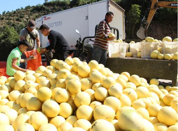广西村官带领村民致富,广西80后农民致富