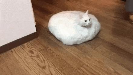 为什么猫咪那么傲娇还有人喜欢,猫咪这么可爱怎么有人舍得伤害