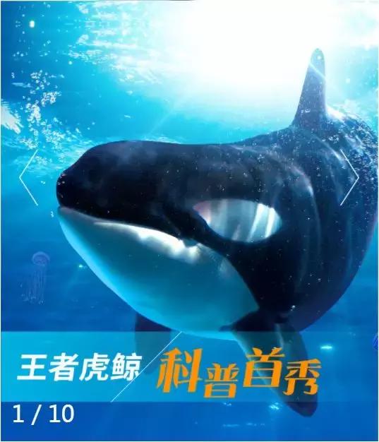 难得一见海洋动物表演,看不完的海洋动物和表演