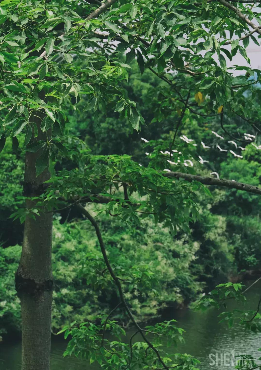 深圳市美美美,深圳最美免费水库