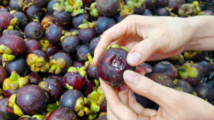 山竹怎么挑选公母不白吃,山竹怎么挑公母区别好坏