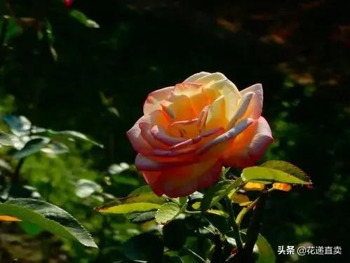 淘宝买鲜花靠谱吗,淘宝直播间卖云南鲜花便宜靠谱吗