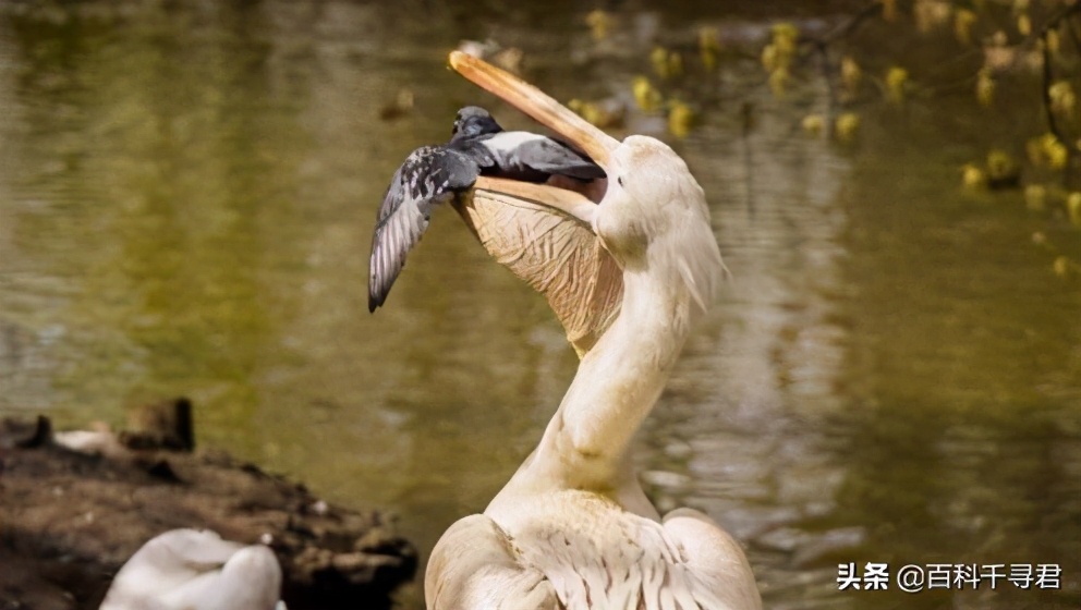 鹈鹕吞猎物到肚子里是怎么样的,鹈鹕的嘴真的是大口袋吗