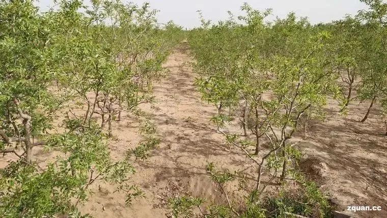 NO.976：阿克苏求职招聘、出租转让、二手信息…大全