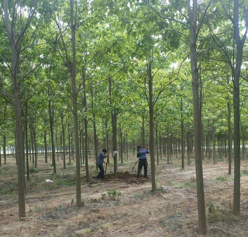 农村小伙想挣10万月薪误入传销组织，开窍后回村种楸树，活成啥样