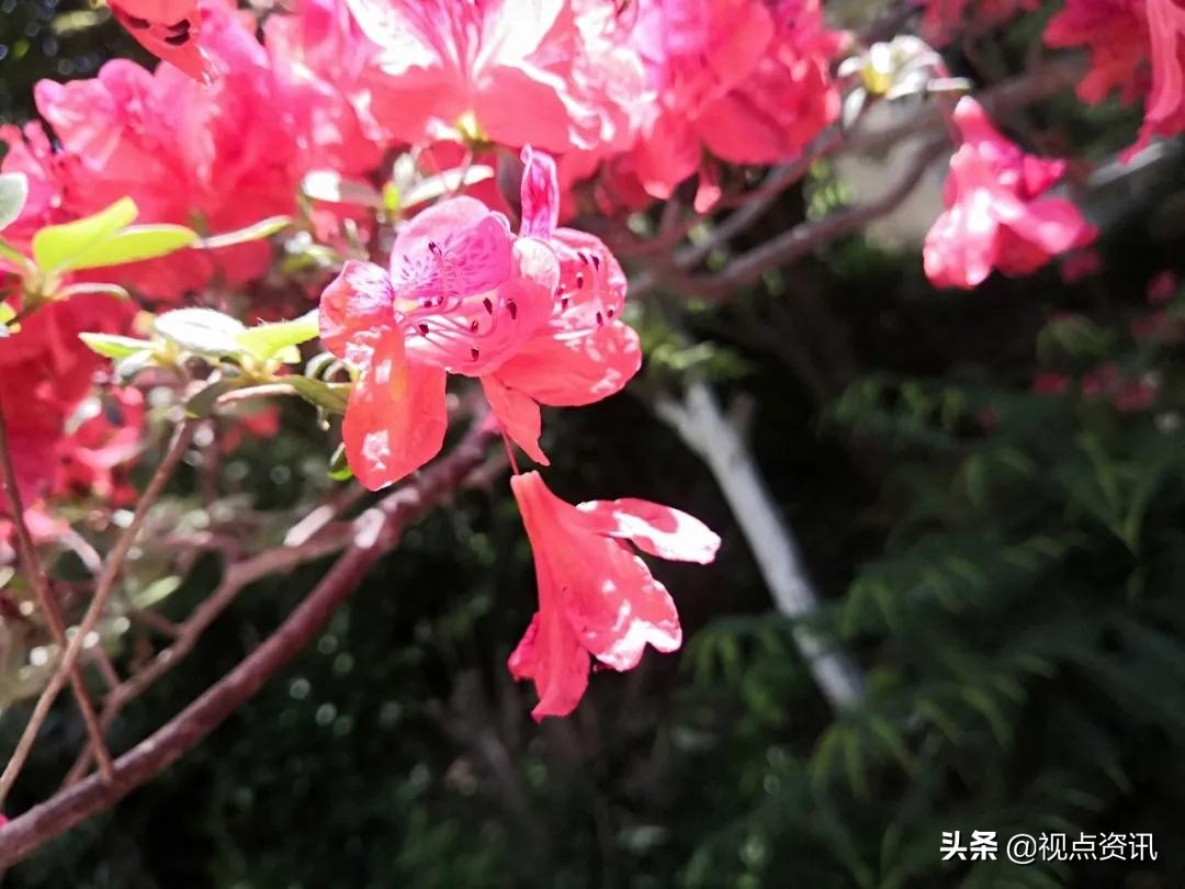 彩色的梦粉笔艺术字,彩色的梦语文课