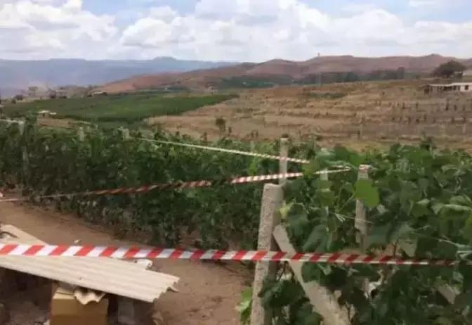 果园鸟害最佳防治方法,鸟害措施