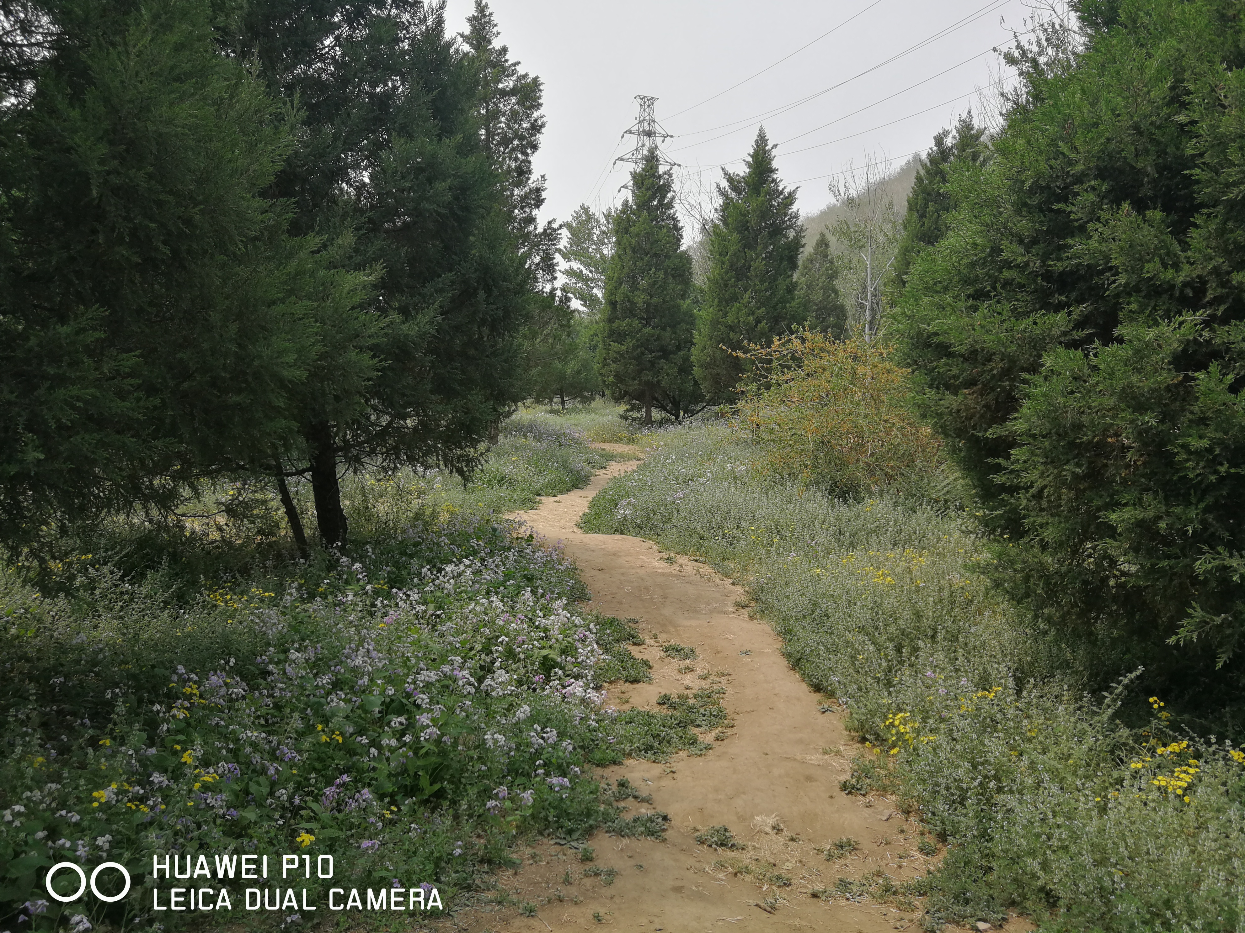 北京油菜花田风景,北京田村油菜花海全攻略