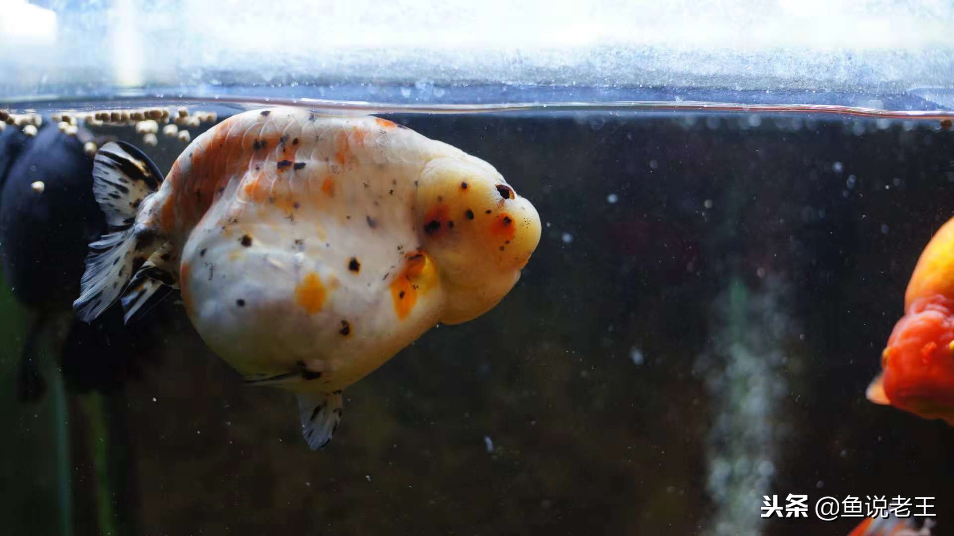 鱼儿失鳔症怎么治,怎么预防鱼失鳔