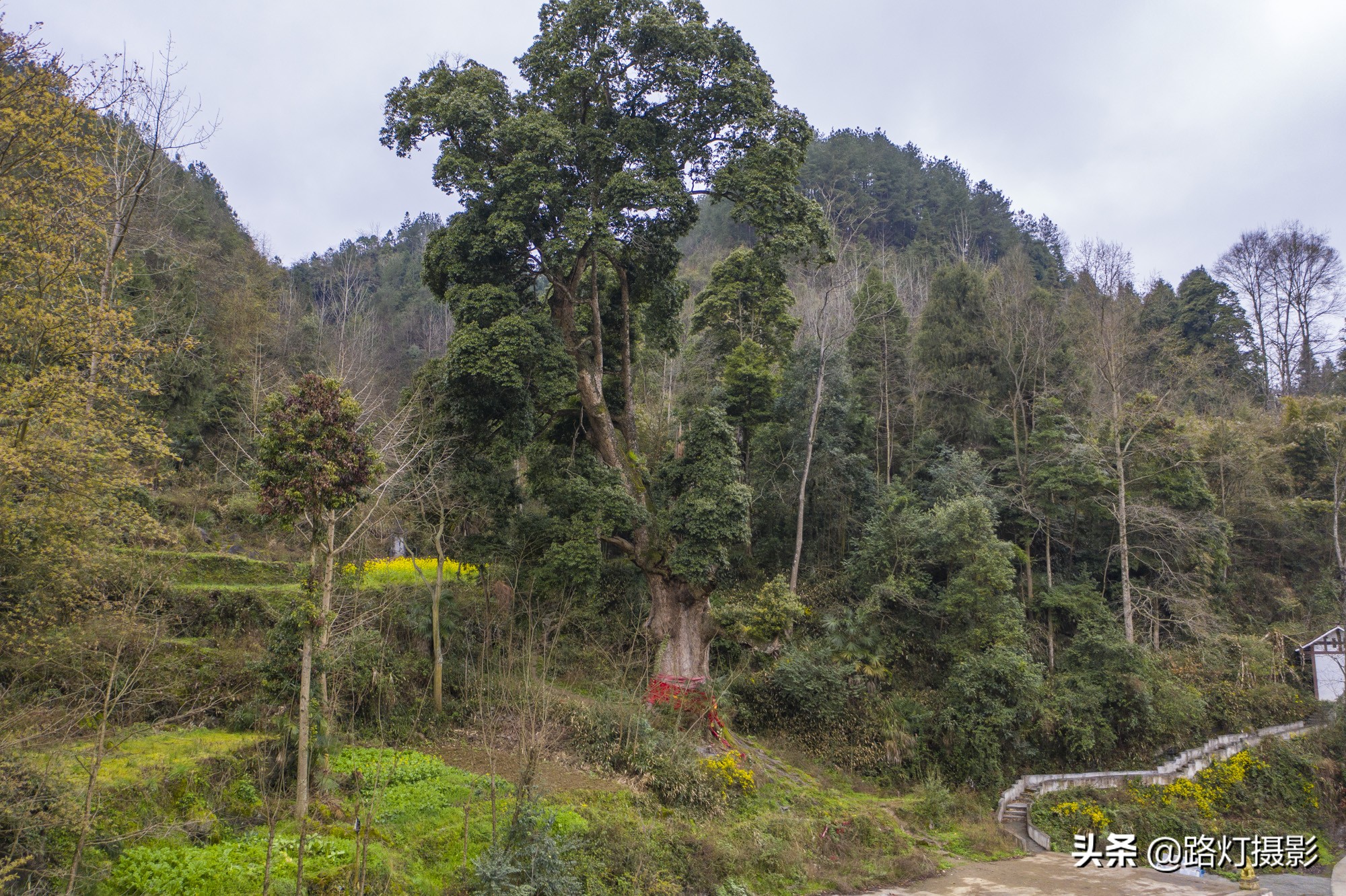 贵州金丝楠木树王还活着吗,贵州发现一棵千年楠木王