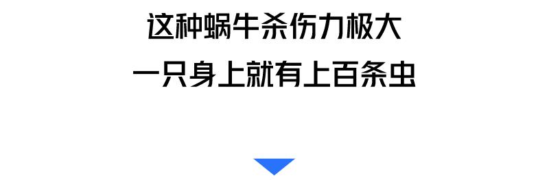 广州近期出现的变异蜗牛,深圳雨后巨型蜗牛