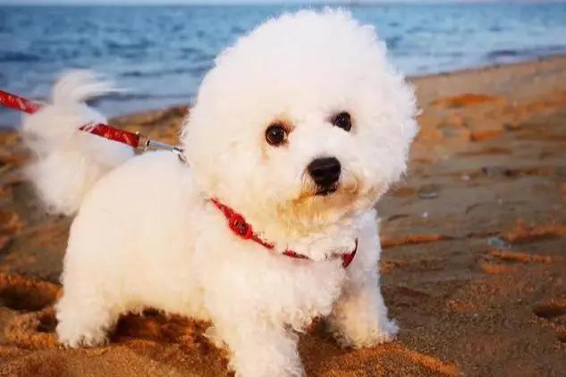 比熊犬有泪痕怎么治,比熊犬有泪痕