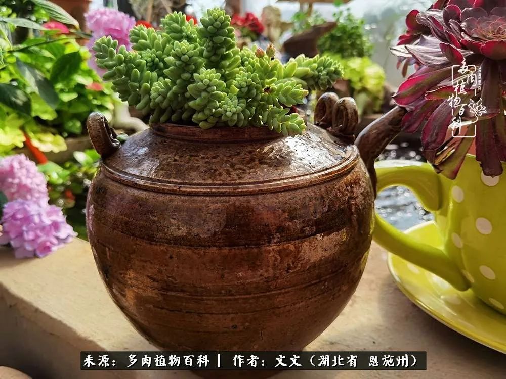 夏季多肉花园图片,初夏多肉花园