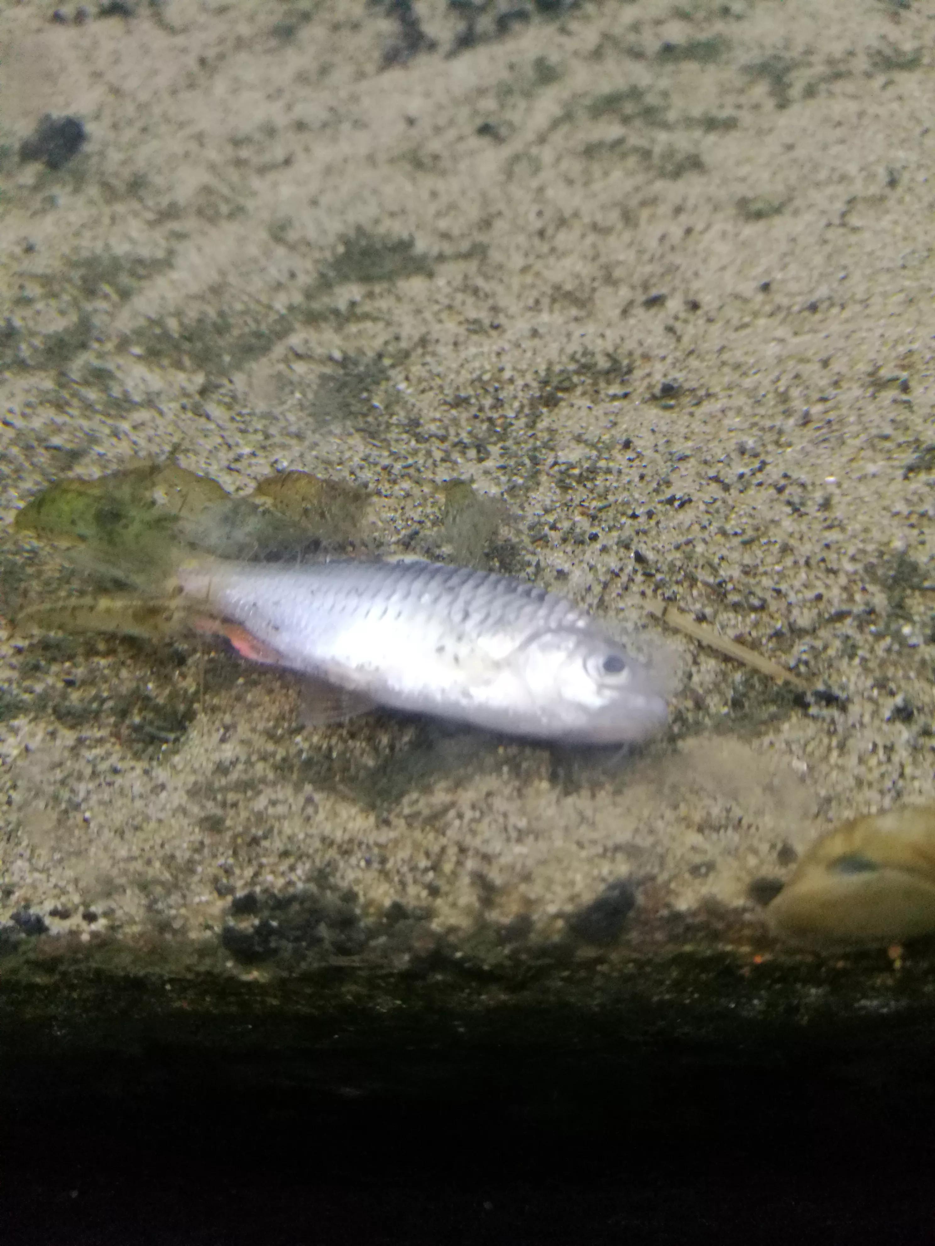 鱼缸里的死鱼为什么不见了,鱼缸里面死鱼不捞出来