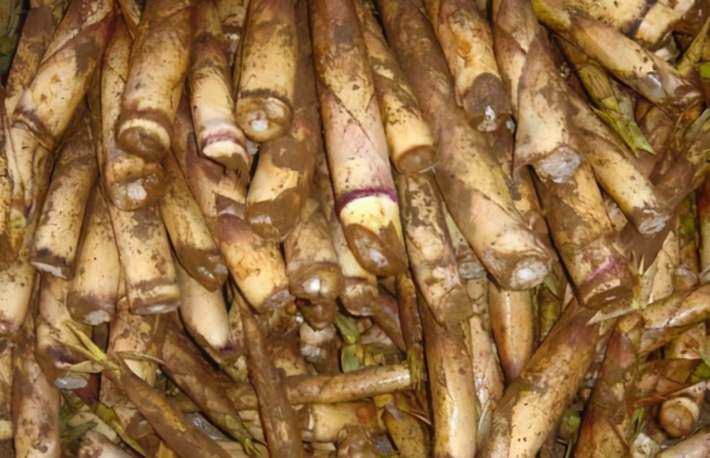 云贵川农产品土特产竹笋,重庆市忠县白石镇竹笋