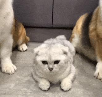 猫咪对金毛狗狗情有独钟,主人干脆买一只回来,这是什么神仙剧情